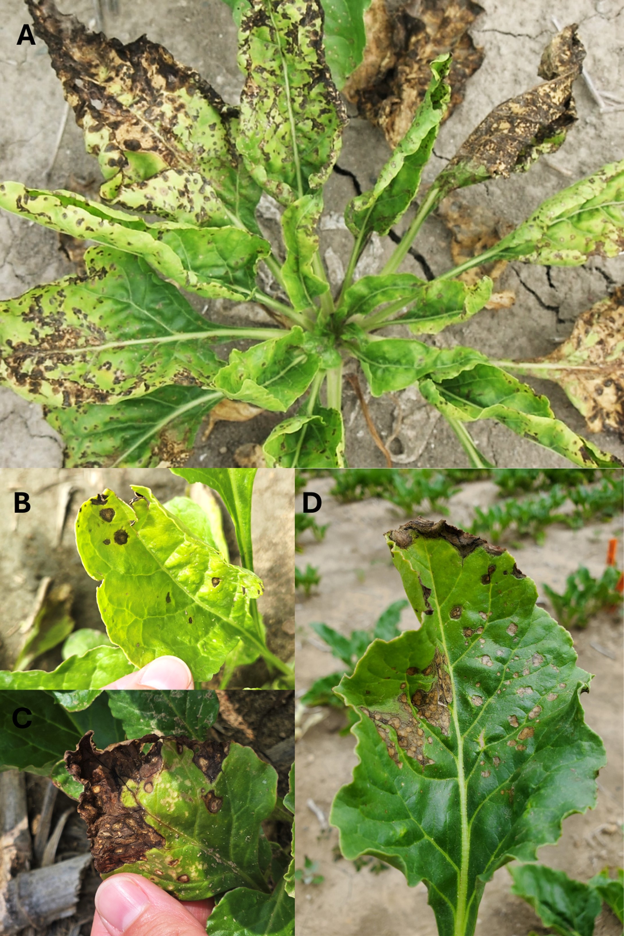 Sugarbeet leaves with black spots affected by Alternaria leaf spot.